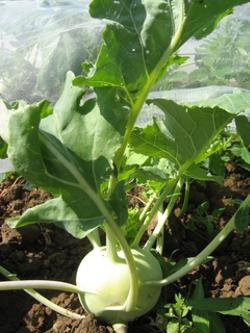 Produktfoto zu Kohlrabi