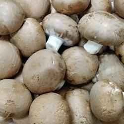 Produktfoto zu Steinchampignon