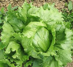 Produktfoto zu Eissalat grün