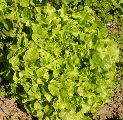 Produktfoto zu Eichblattsalat grün