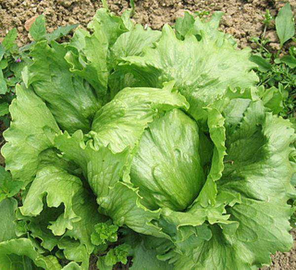 Produktfoto zu Eissalat grün