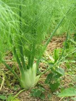 Produktfoto zu Fenchel