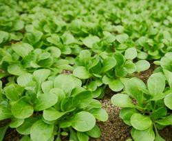 Produktfoto zu Feldsalat, regional