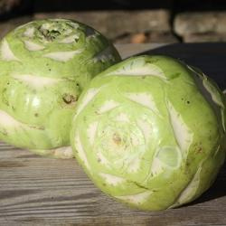 Produktfoto zu Winterkohlrabi Superschmelz